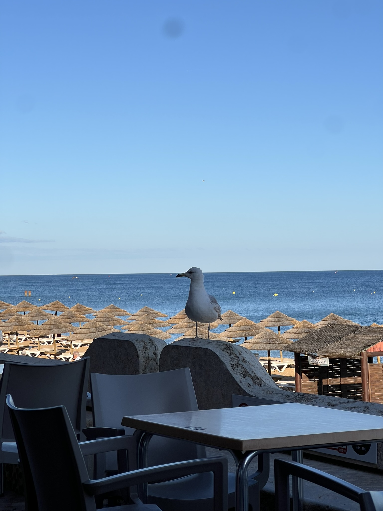 자주 등장하는 갈매기 사진