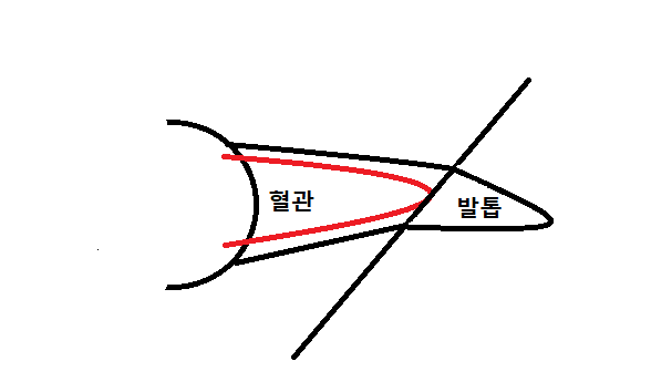 강아지 발톱