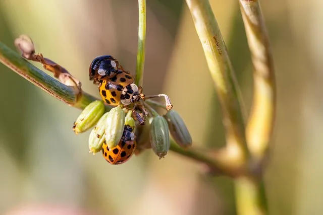 심리적 관점에서 본 벌레 꿈