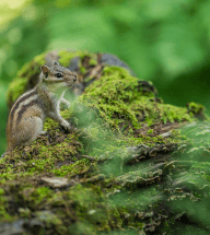 화담숲 예약 입장료 맛집 [모노레일]