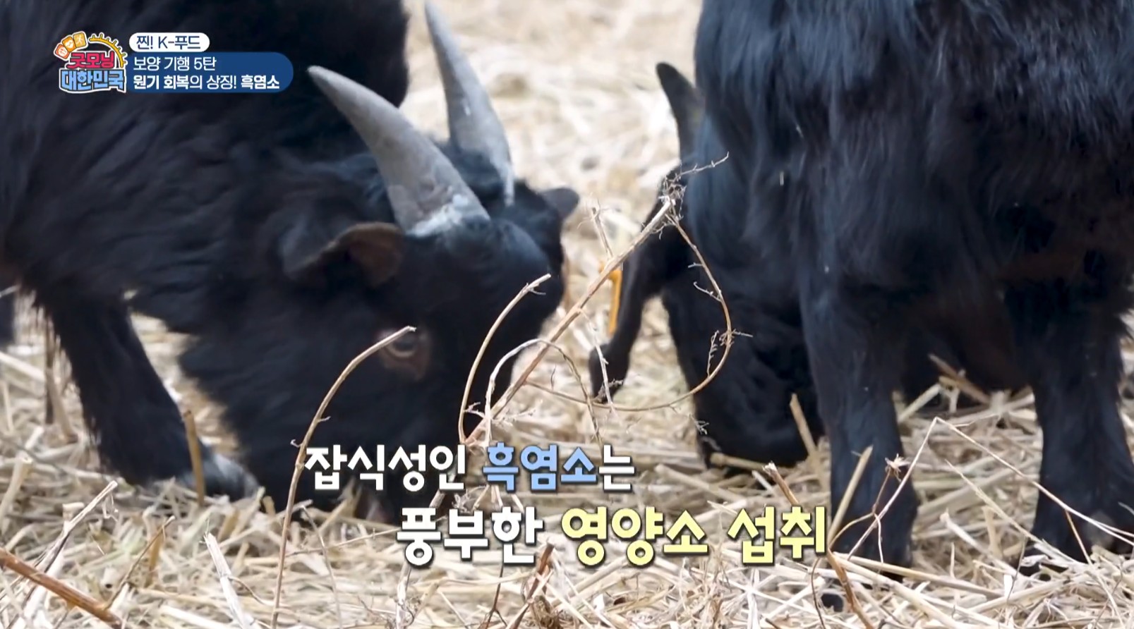 흑염소