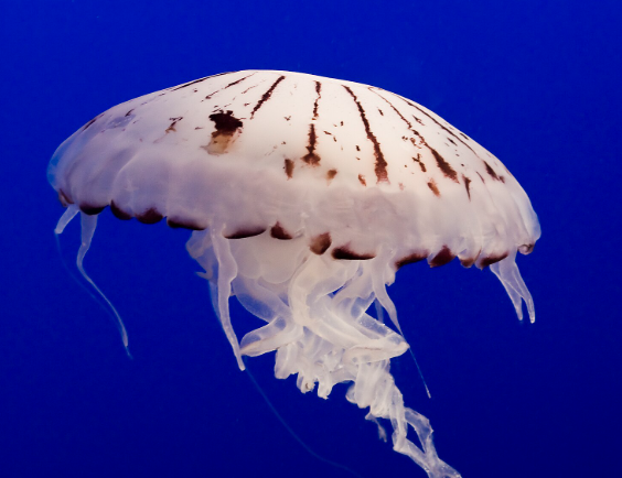 해파리에 쏘였을 때 대처법 경험담과 응급처치 방법
