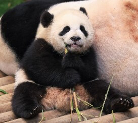 푸바오 교통카드