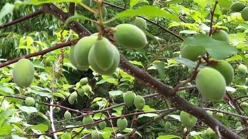 매실-청매-황매-수확시기