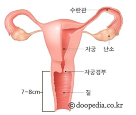여성의 질