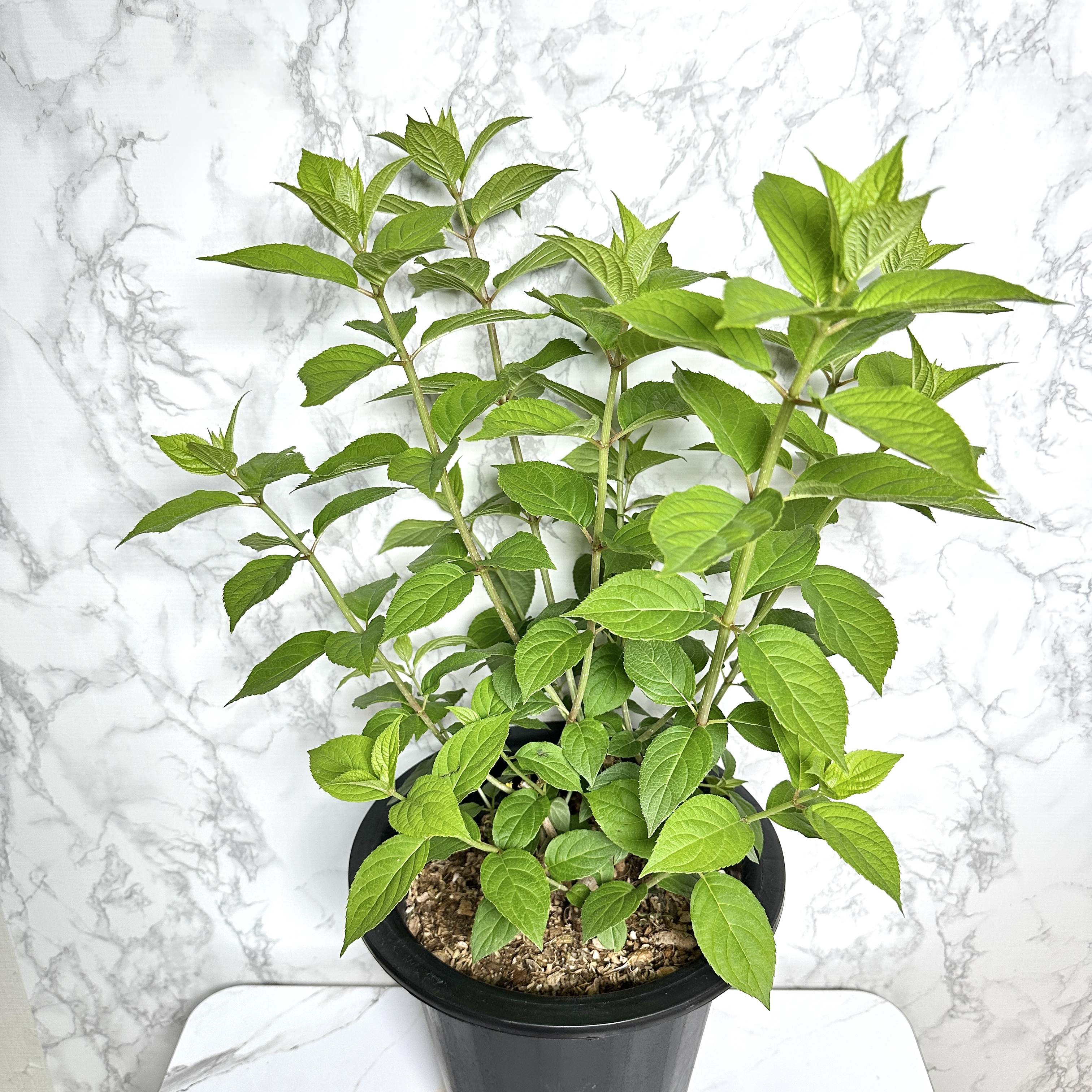 라임라이트 수국 키우기 목수국