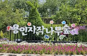 용인 자작나무숲 봄꽃 축제