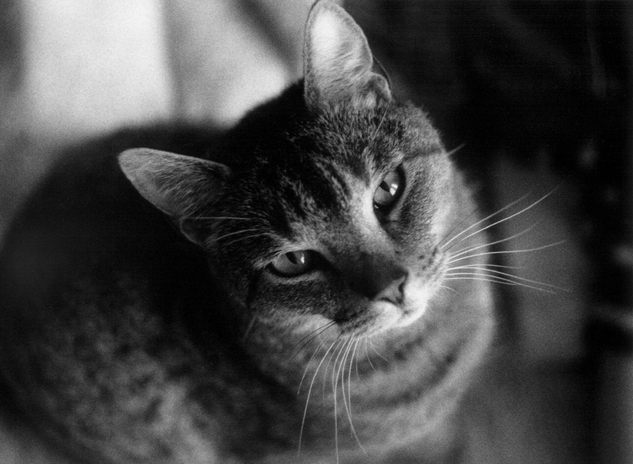 고양이의 이상행동 사진