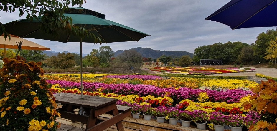 연천국화축제