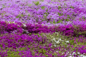 2024 군포철쭉축제 기본일정 및 프로그램 소개(백지영 김종국 출연)