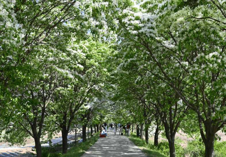 진천석정리-이팝나무길