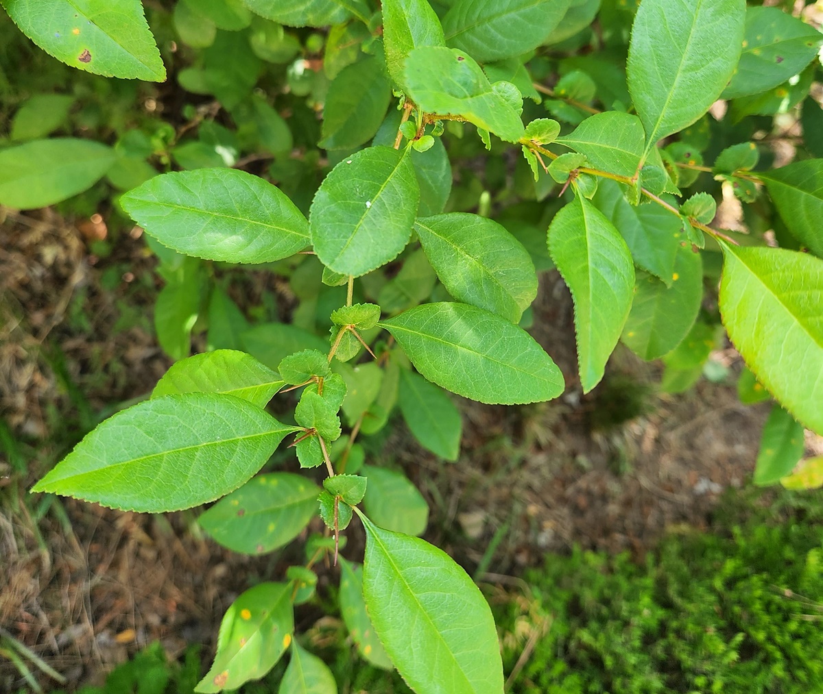 명자꽃(명자나무)