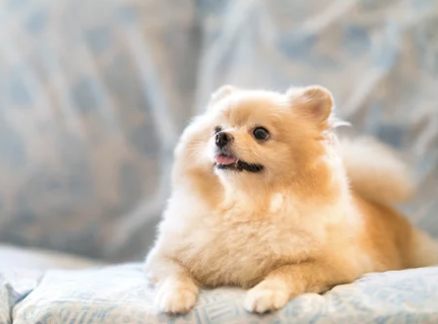 포메라니안/출처:어도비스톡