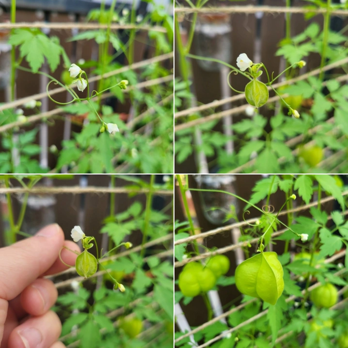 풍선초-열매-성장과정