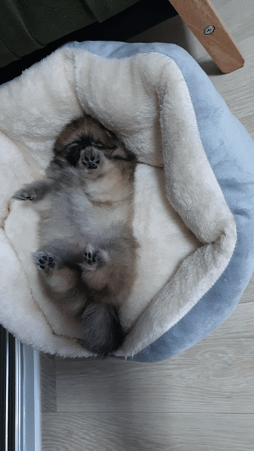 새집에서 잠자는 강아지