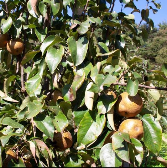 돌배 효능 및 부작용, 피로 해소 다이어트에 좋은 이유!