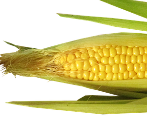 옥수수 수염차 효능