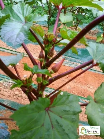 오크라 효능 재배법 손질 수확 요리 보관까지 한눈에 보기_24