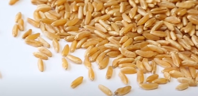 카무트 효능 부작용