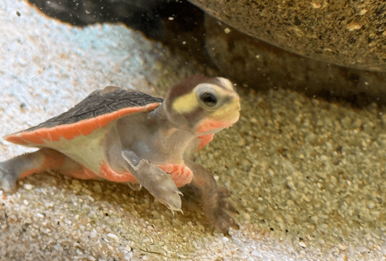 핑크벨리사이드넥 귀여움