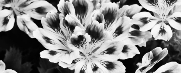 리갈 제라늄, 랜디 제라늄 (리갈 기모노)