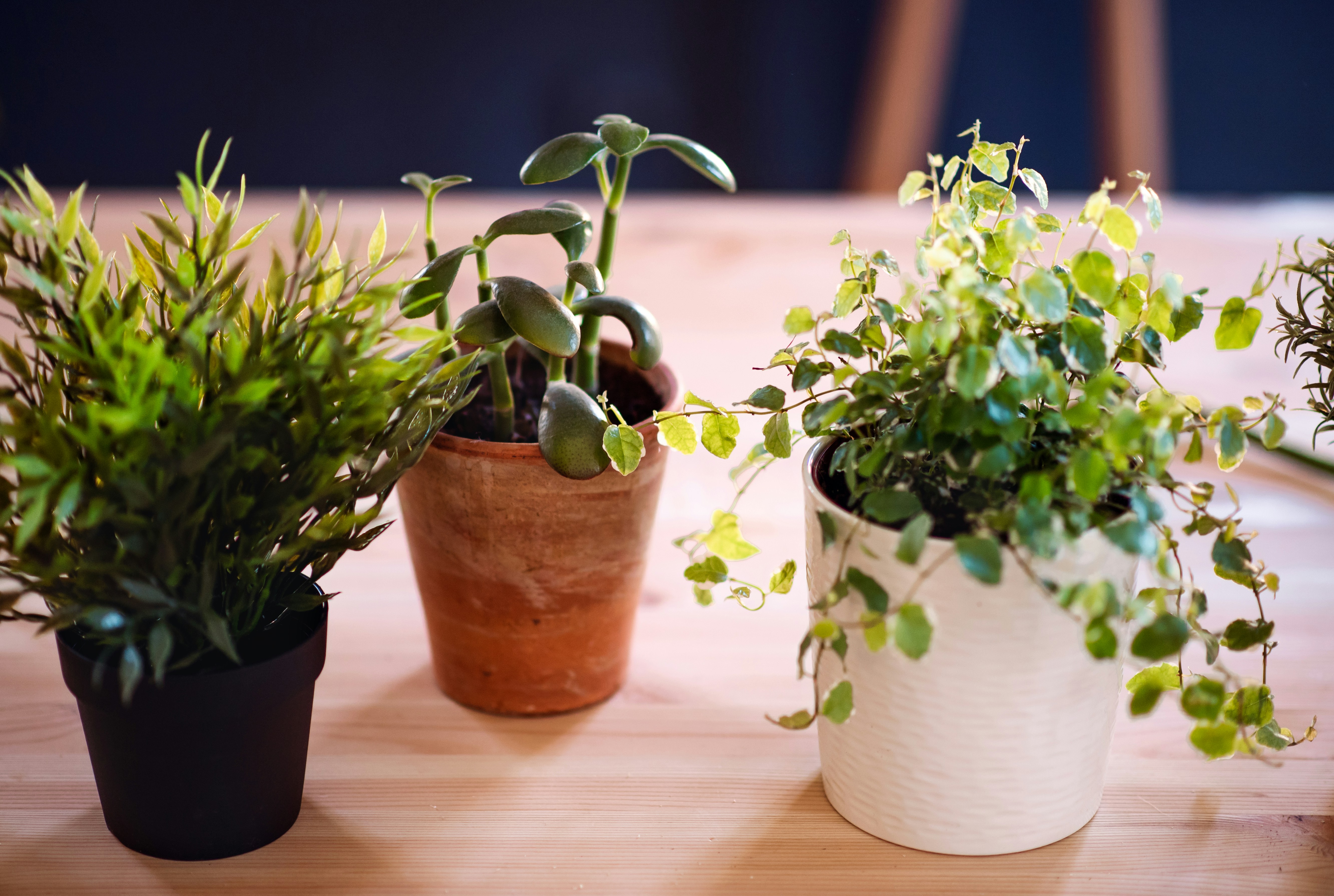 흙 교체 타이밍