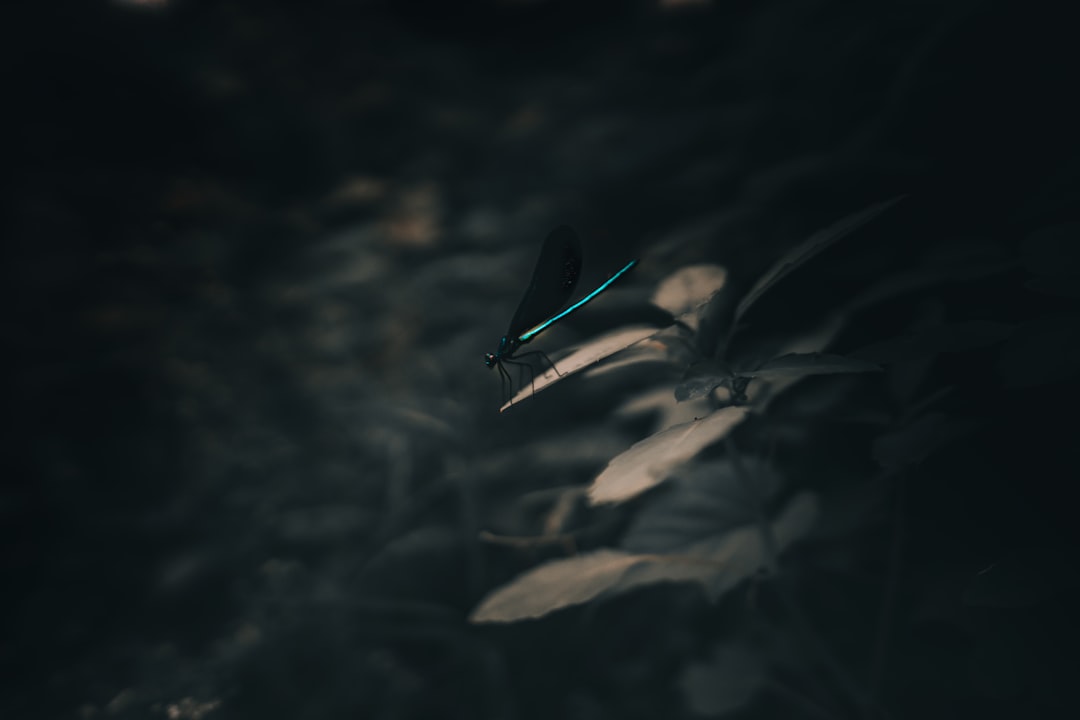 Venture