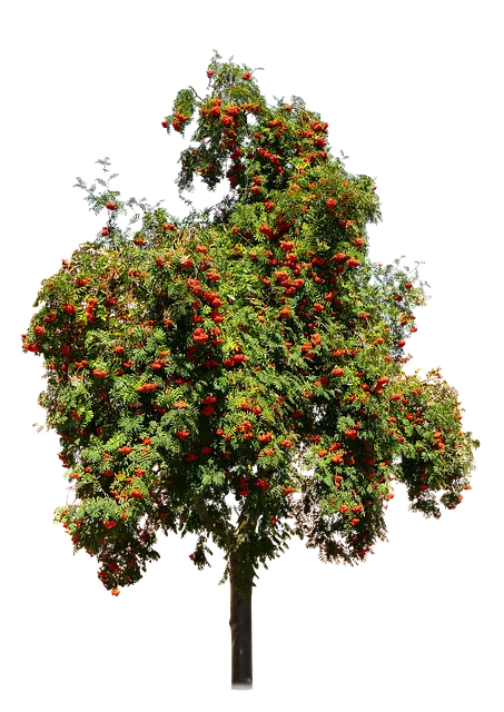 밥할 때 식초 넣는 이유와 효과 및 적정량 정리_2