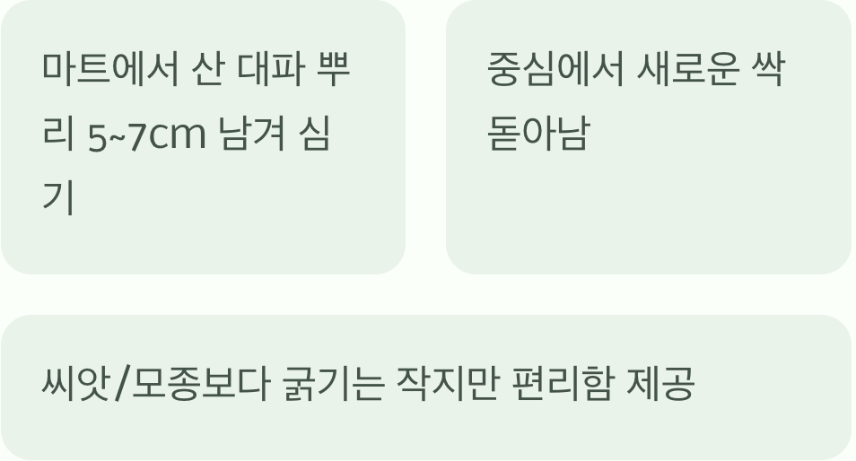 뿌리만 심어도 자라는 '재생 대파'