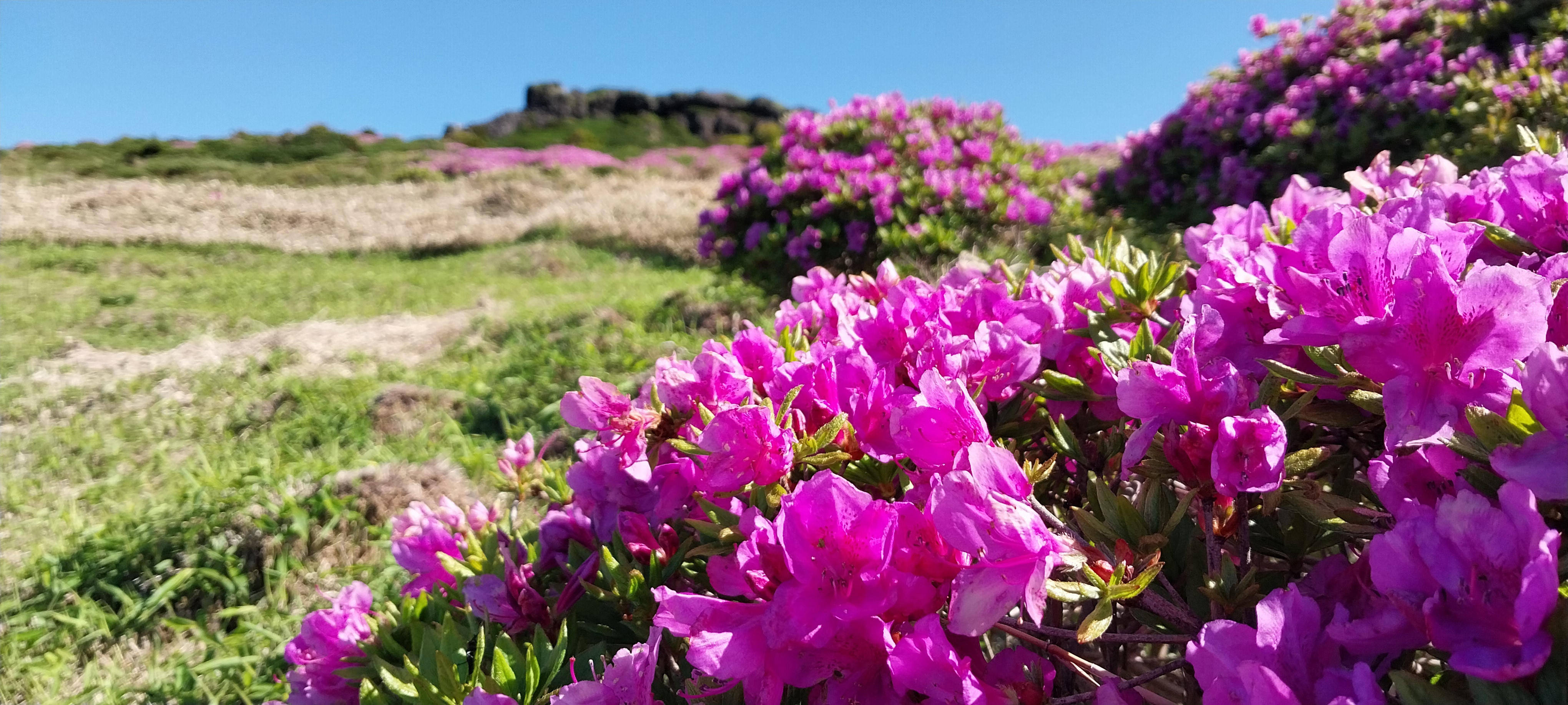 한라산 윗세오름 철쭉꽃