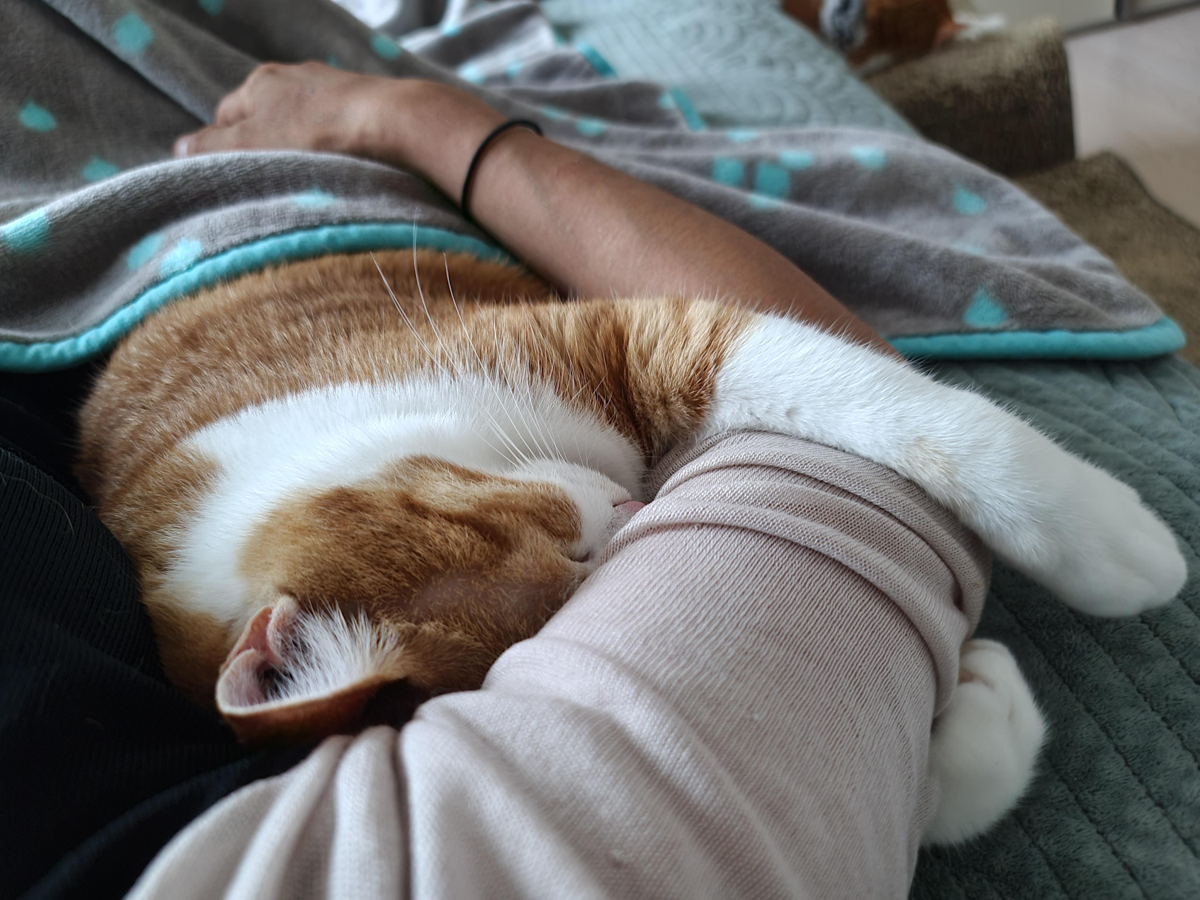 힌남노 태풍이 지나간 새벽 우리집 고양이들(feat.엄마품에 폭안긴 호야)