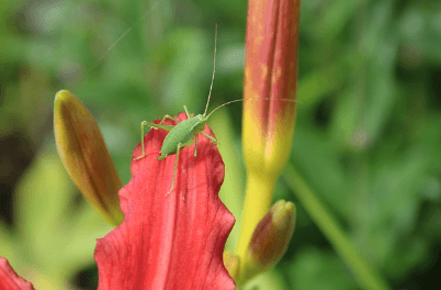 귀뚜라미 퇴치법