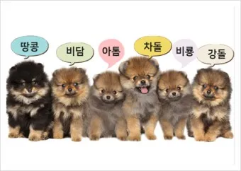 반려견 이름 작명 독특한 강아지 이름 제안_16