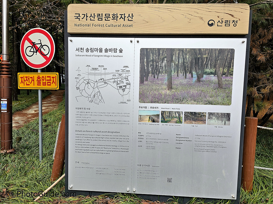 서천 송림마을 솔나무 숲