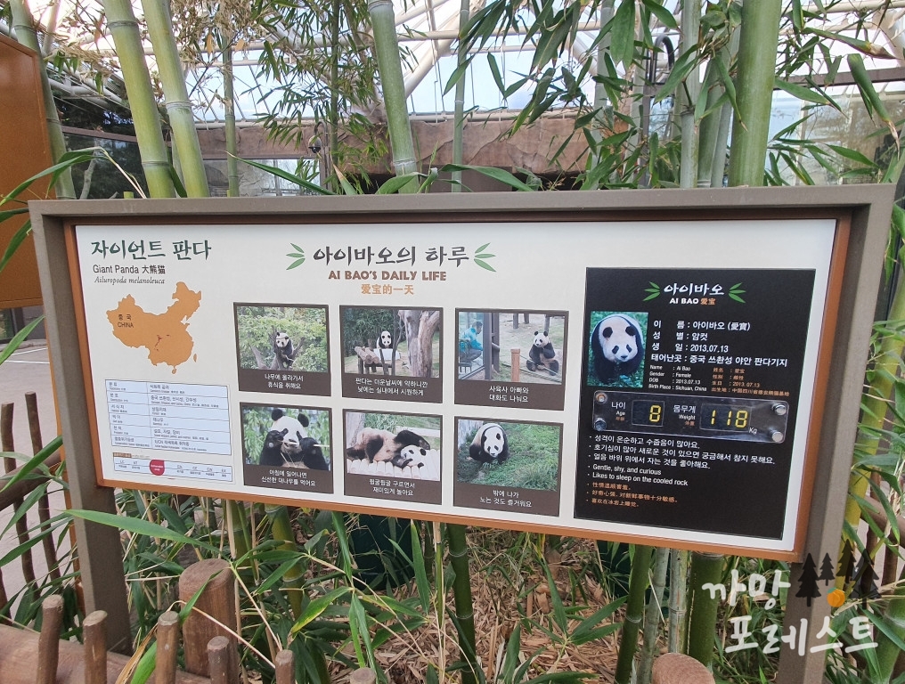 판다월드 판다 하루