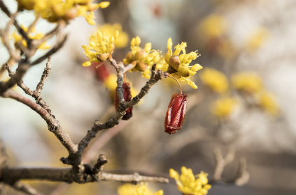 구례 산수유축제 주차