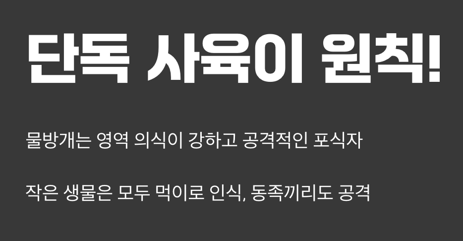 다른 친구와 함께 키워도 될까요? (합사 정보)