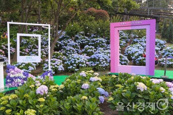 2024년 장생포 수국 페스티벌