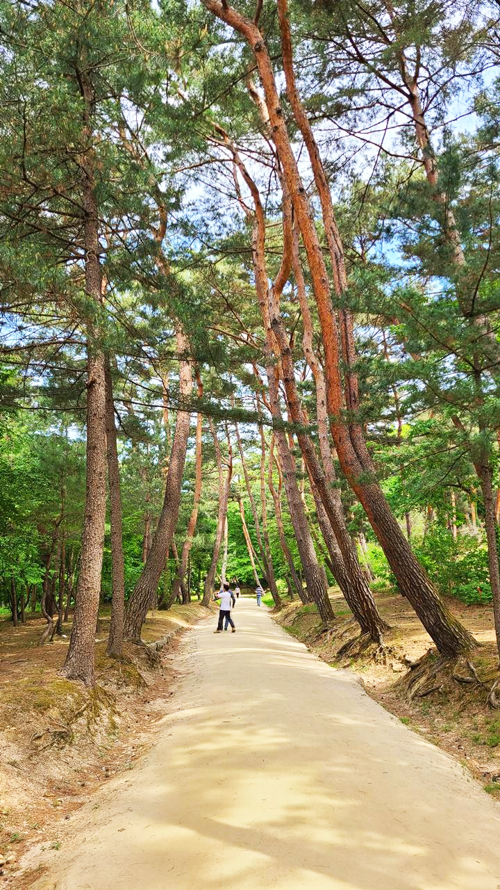 동구릉소나무숲길