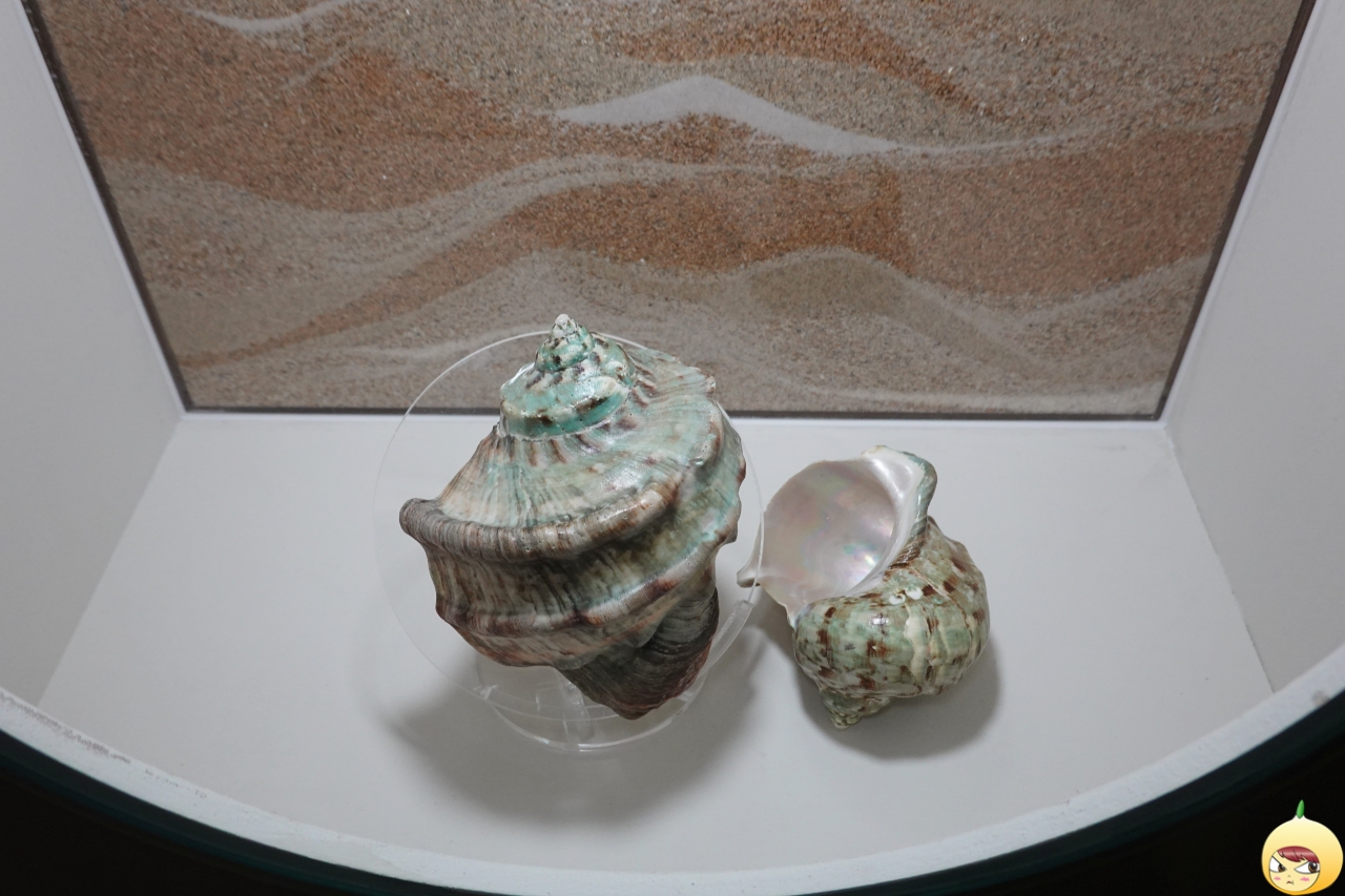 야코우가이(야광조개)