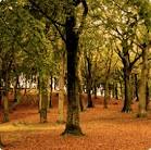 최저임금 22만원 공공일자리 신청하세요 (수목치료기술자 자격증)