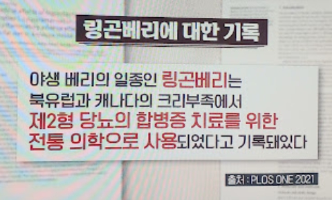 링곤베리 퓨레 효능