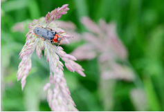 러브버그 퇴치방법11