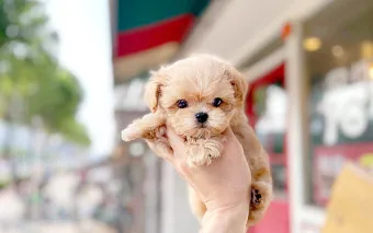 말티푸가격 2024년 솔직한 분양가 정보_16