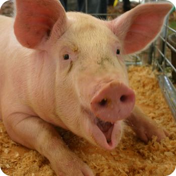 돼지꿈 꾸면 로또 재물과 행운을 부르는 돼지 꿈해몽 총정리