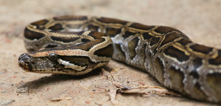 가족동물원 동물사진