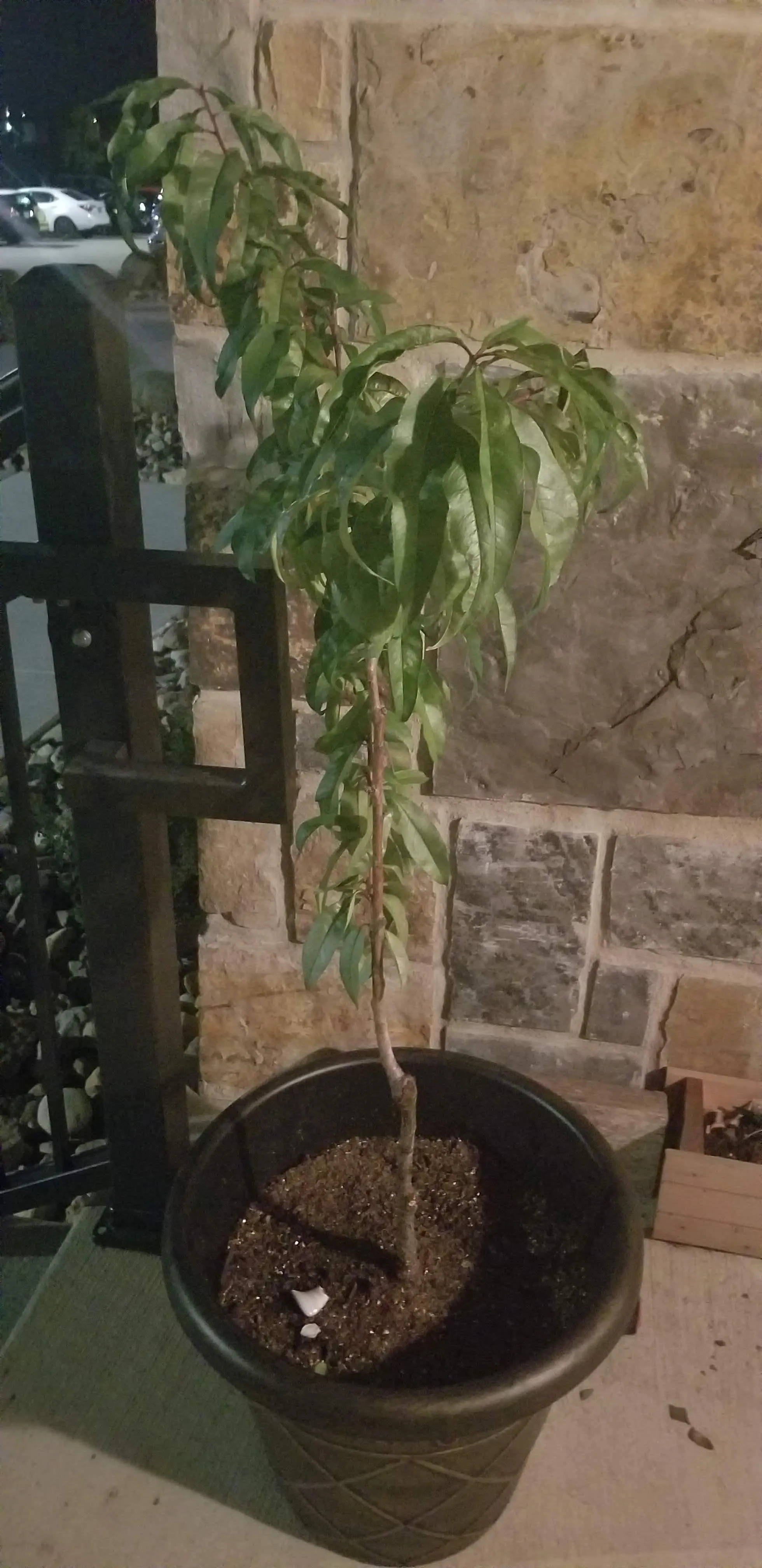 화분 겨울철 관리 난방건조 습도유지 물주기간격 조절 식물등보조_3