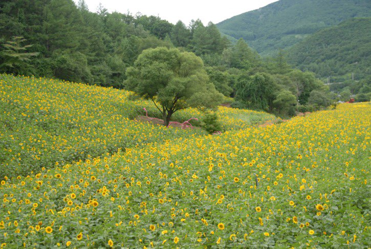 태백 해바라기축제