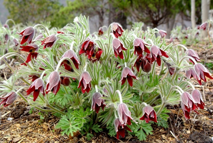 야생에서 잘 살고 있는 빨간색 꽃을 가지고 있는 할미꽃을 확대를 하여 찍은 사진