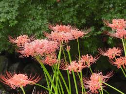 9월 꽃 축제 하는 곳